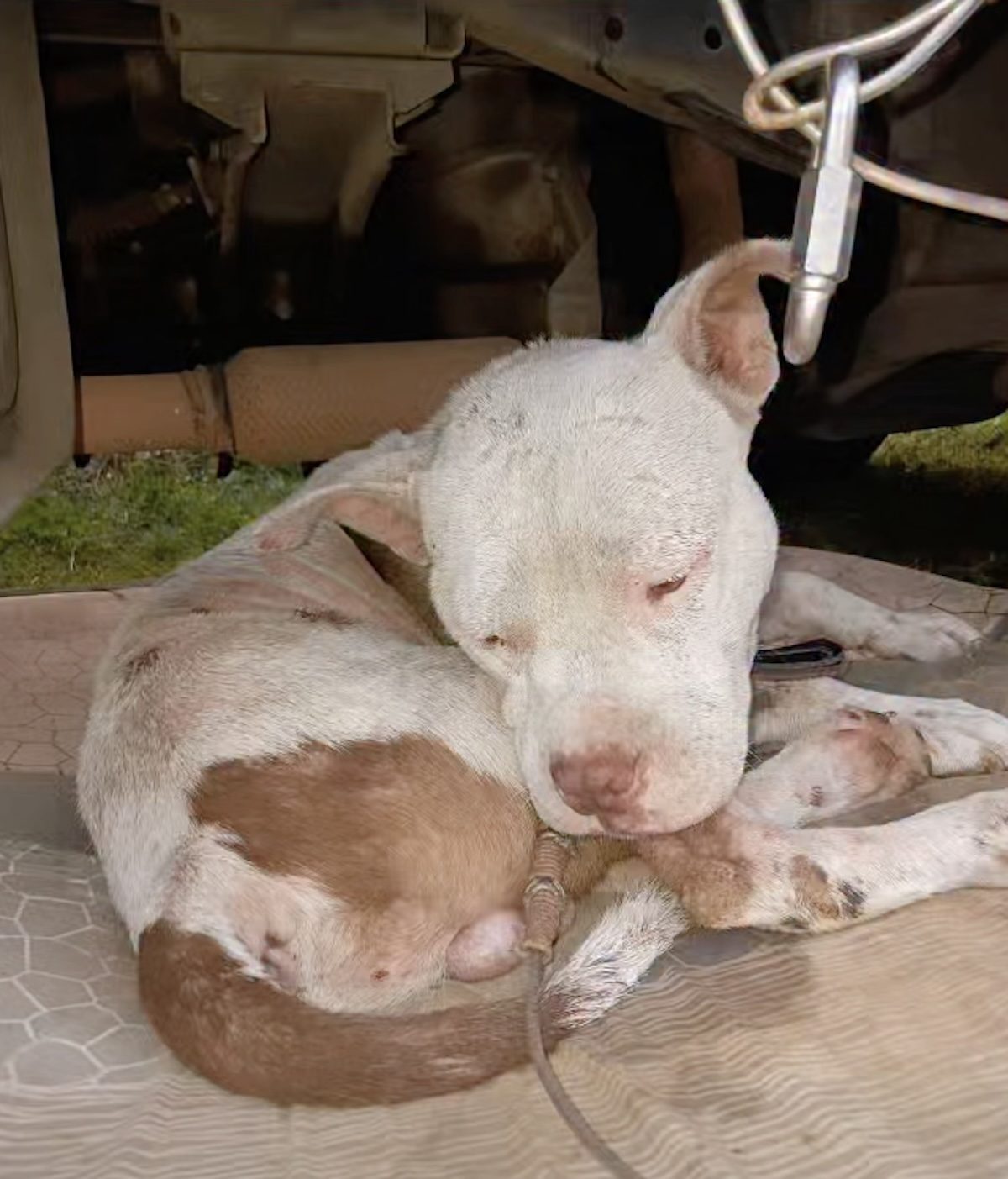 Un chien sauvé de maltraitance, couché sur le sol