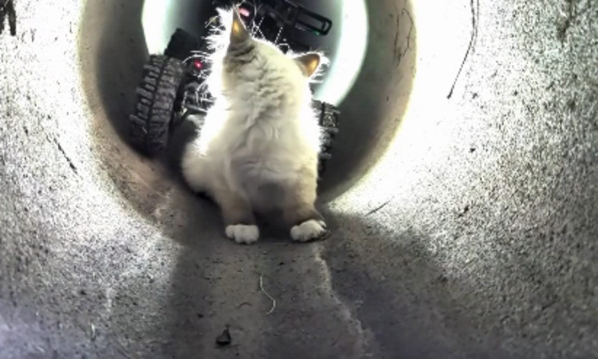 Le chaton poussé vers la sortie par R2D2