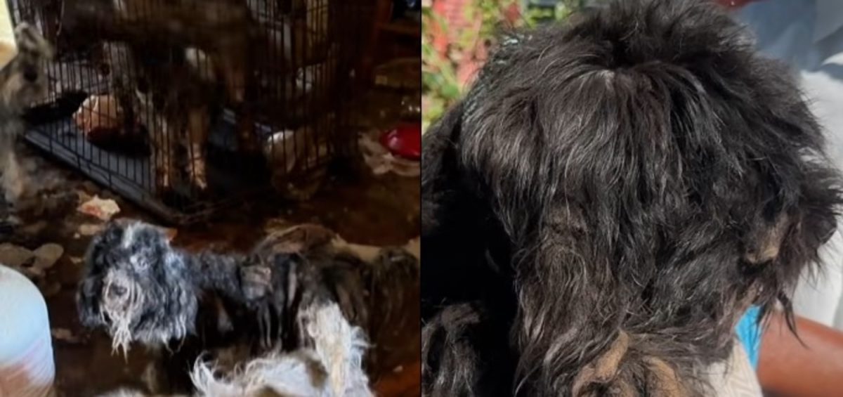 Les 22 chiens vivaient dans des conditions déplorables