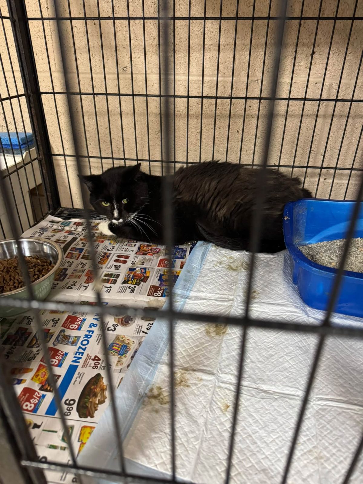 Des chats placés dans des cages de transport