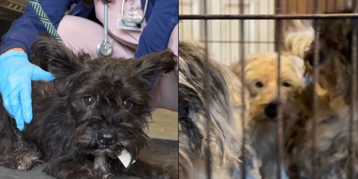 Les chiens sont désormais entre de bonnes mains