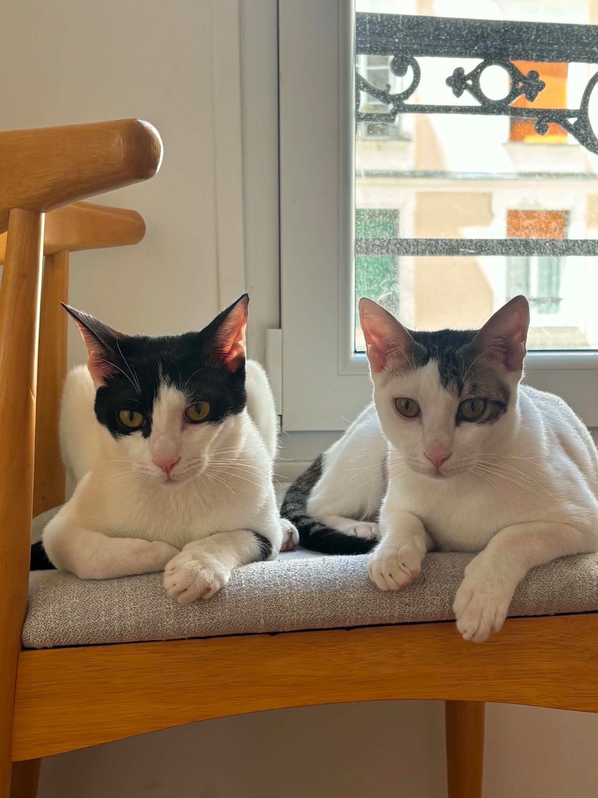 2 chats allongés côte à côte devant la fenêtre