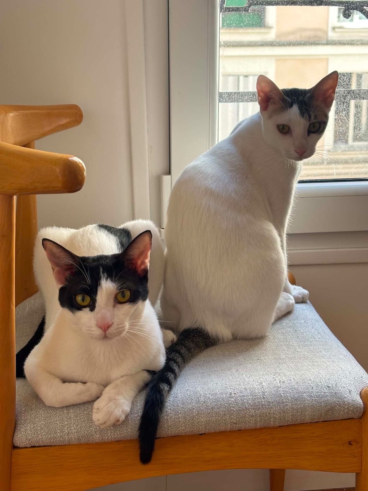 2 chats assis devant la fenêtre