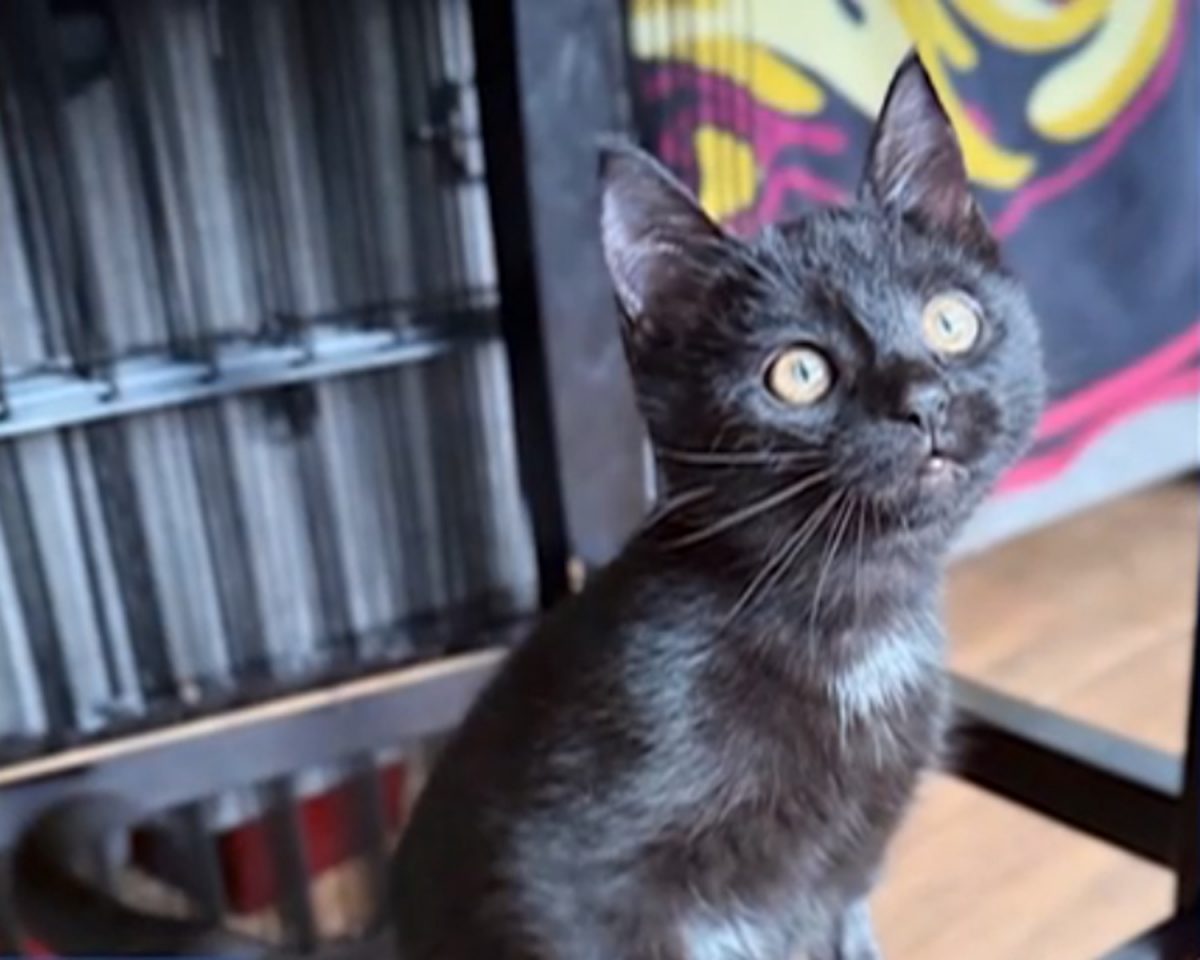 Le chaton après son sauvetage