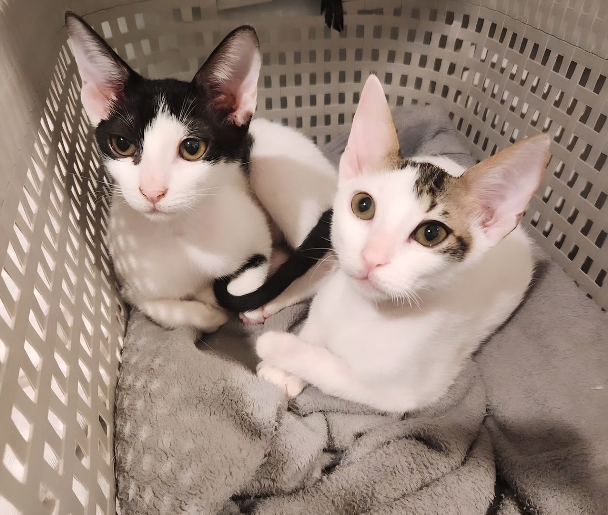 2 chats allongés l'un contre l'autre