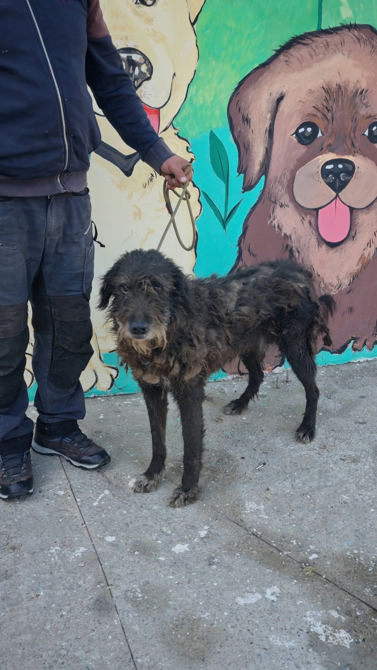 Un chien est présenté par un bénévole