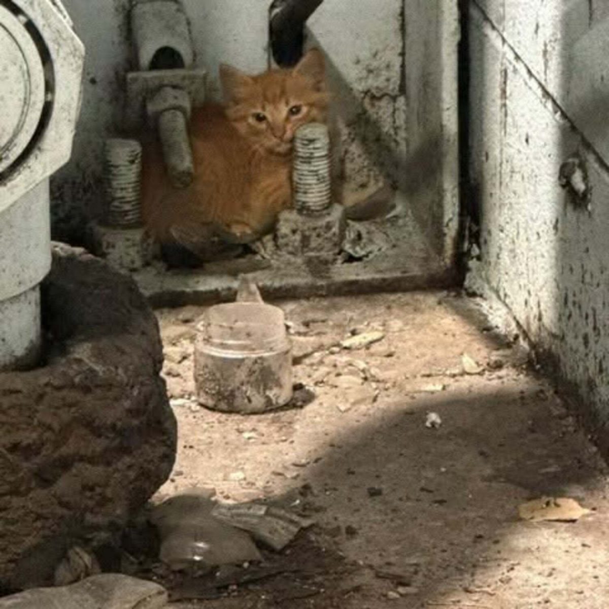 Le premier chaton roux aperçu par William Rosado