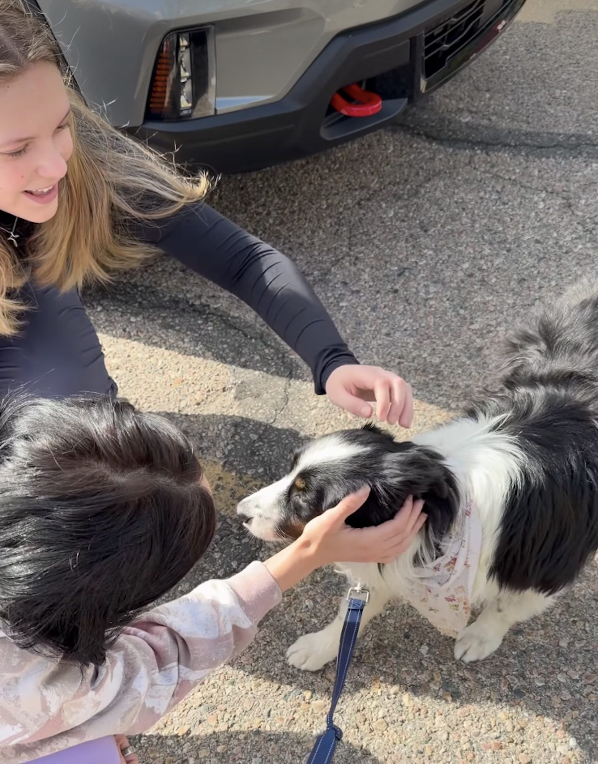 Un chien caressé