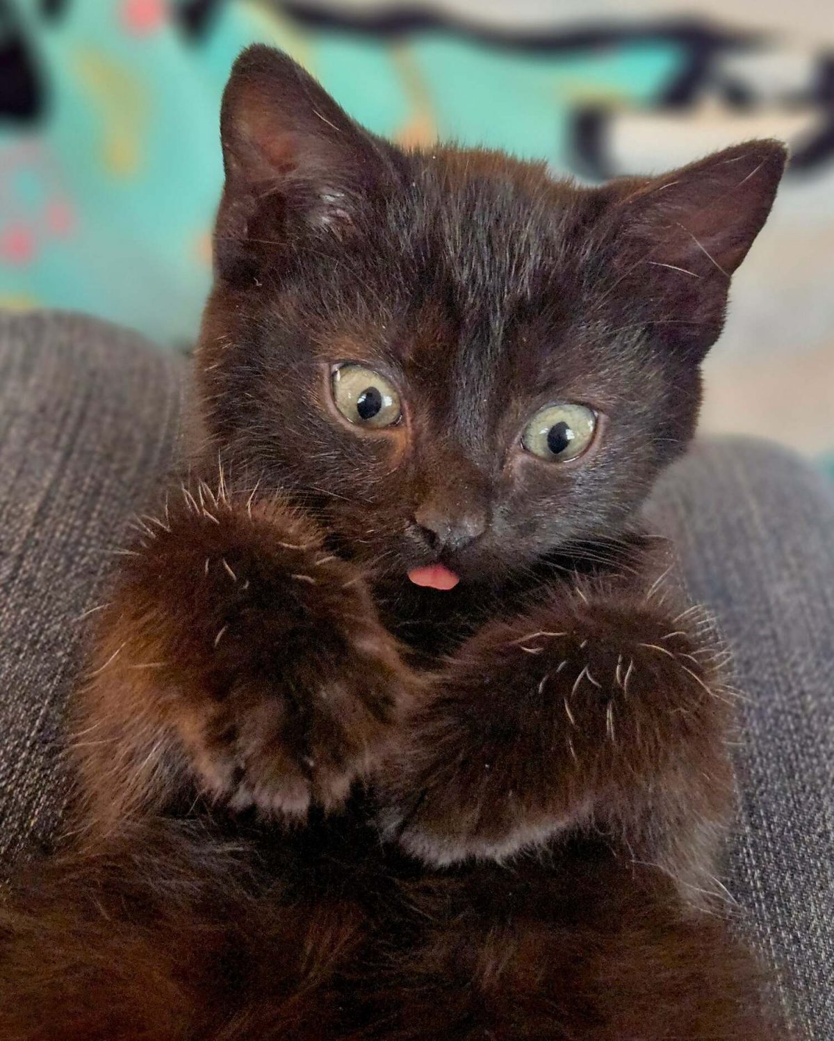 Freeway le chaton après son sauvetage