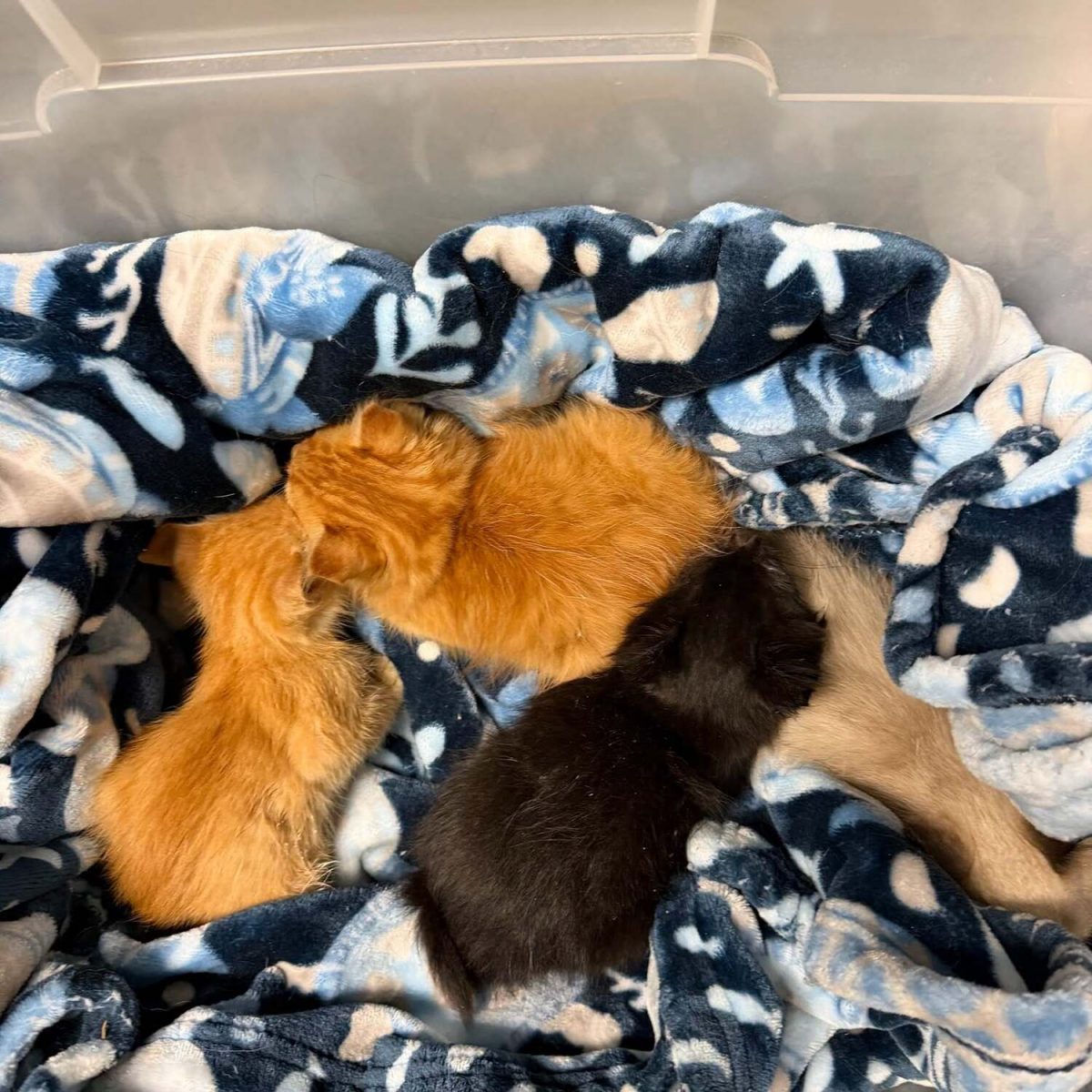 Les chatons endormis après leur sauvetage