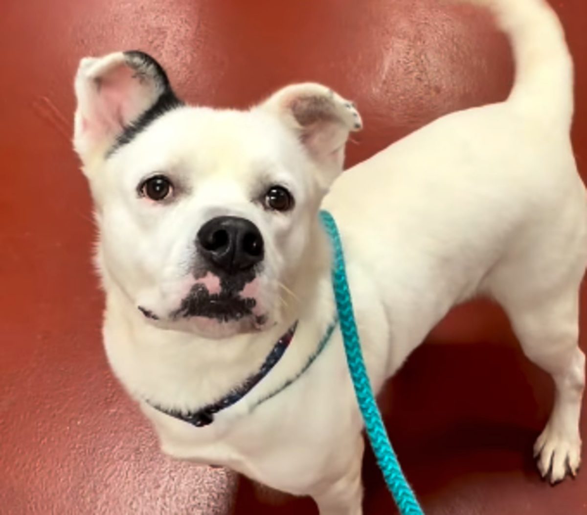 Charlie juste avant son adoption