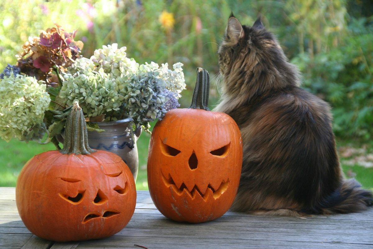 Un chat assis à côté de citrouilles