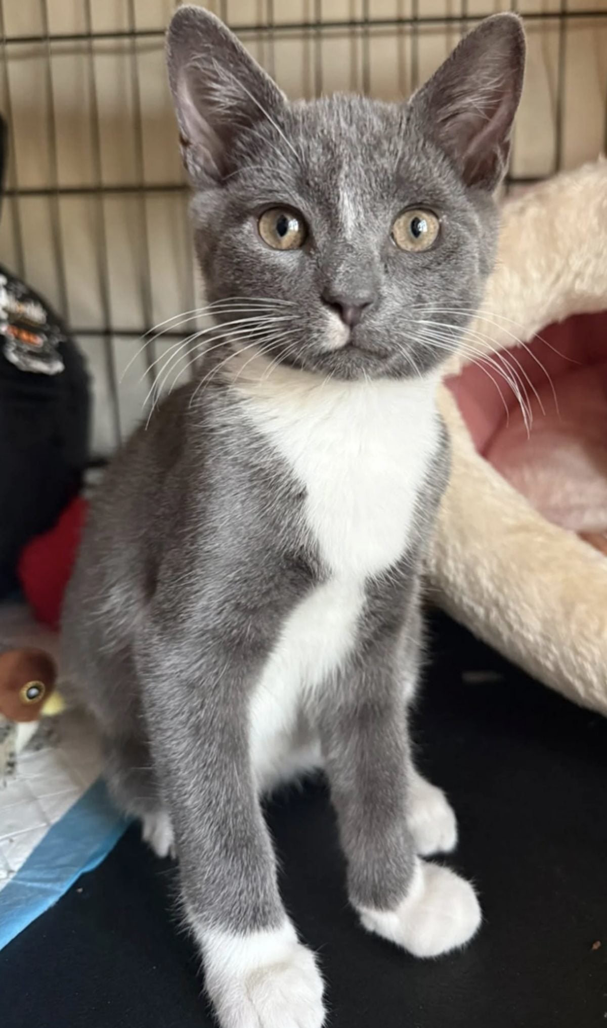 Un chaton gris et blanc assis