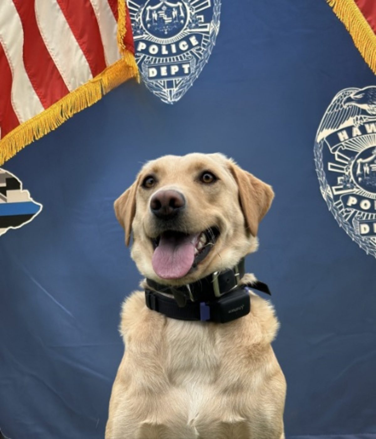 Trina, chienne de pistage de la police d'Hawaï