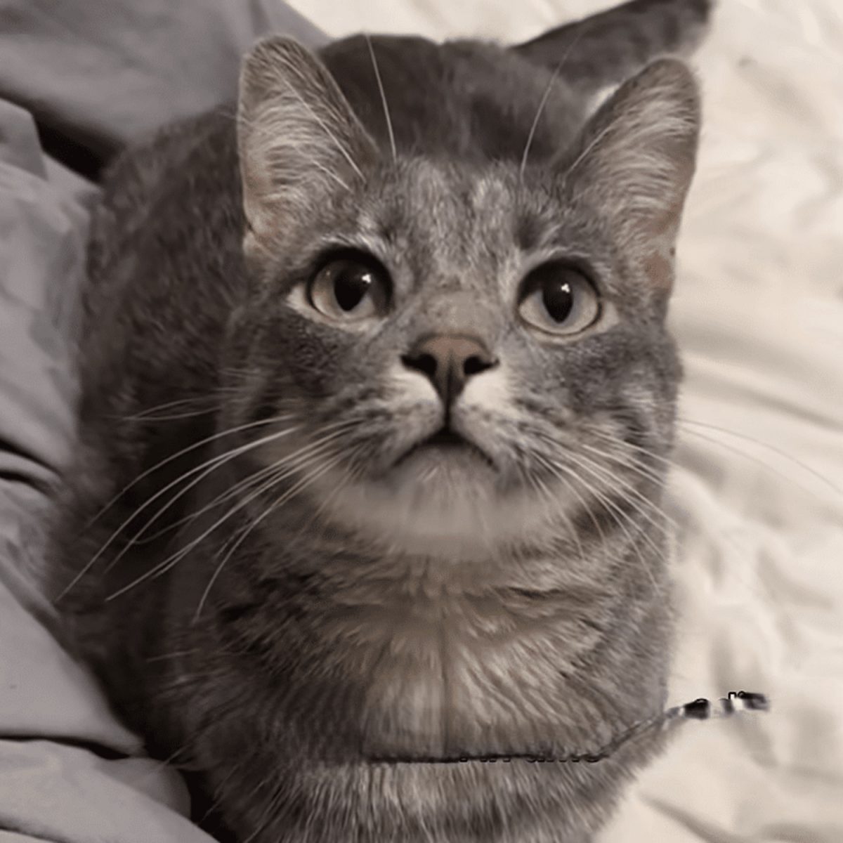 Mabel la chatte tigrée grise