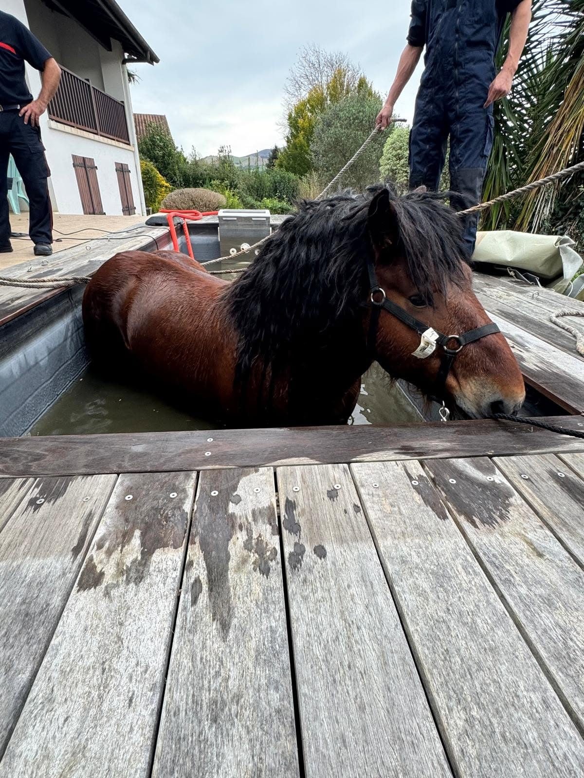 Un cheval piégé dans un bassin