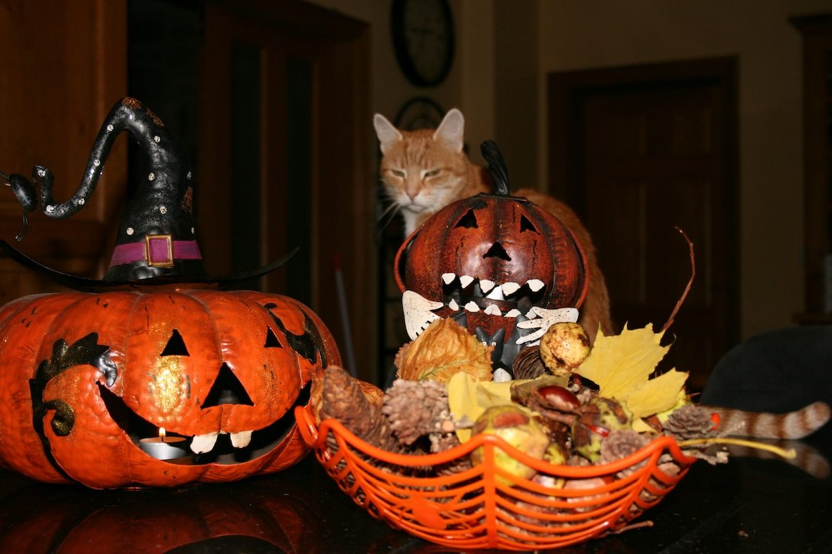 Un chat à Halloween
