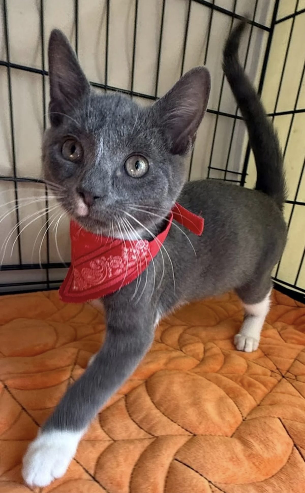 Un chaton gris et blanc qui porte un bandana