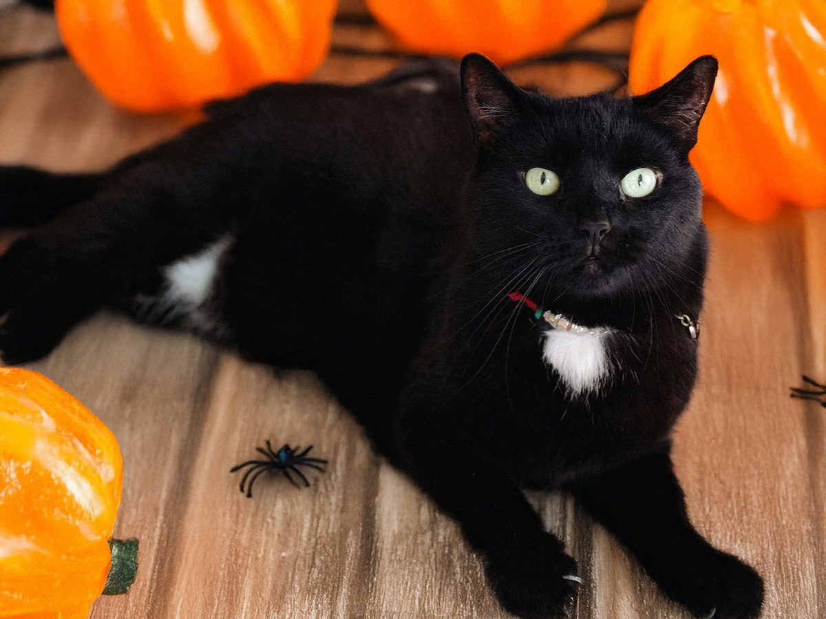 Un chat allongé