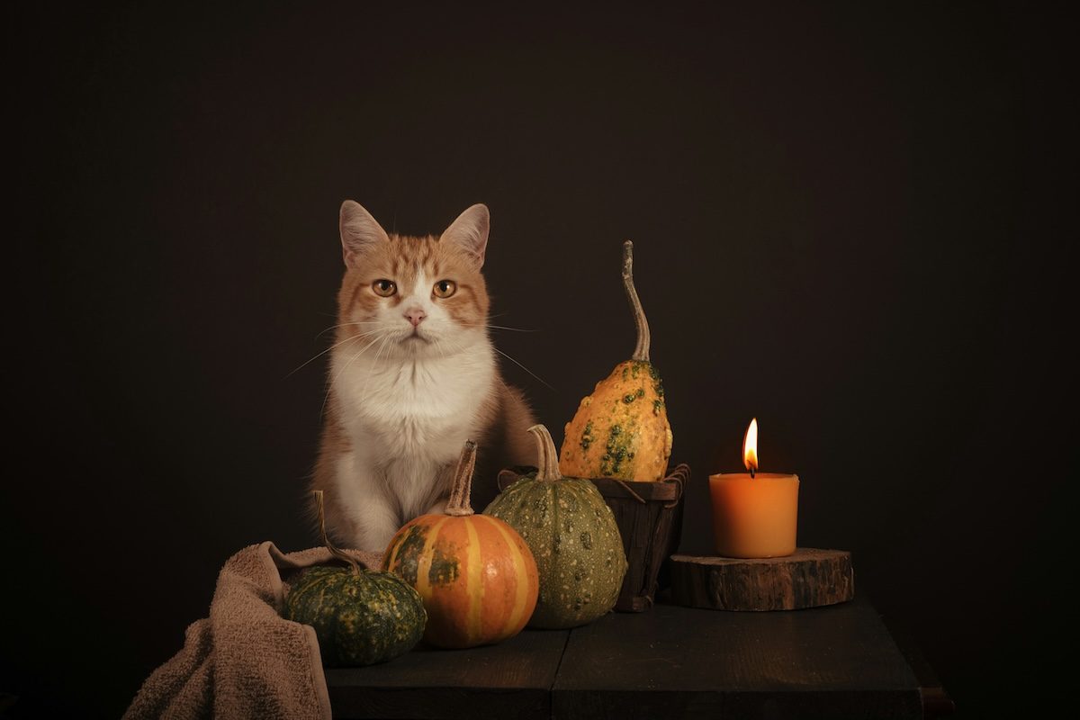 Un chat assis à côté de courges