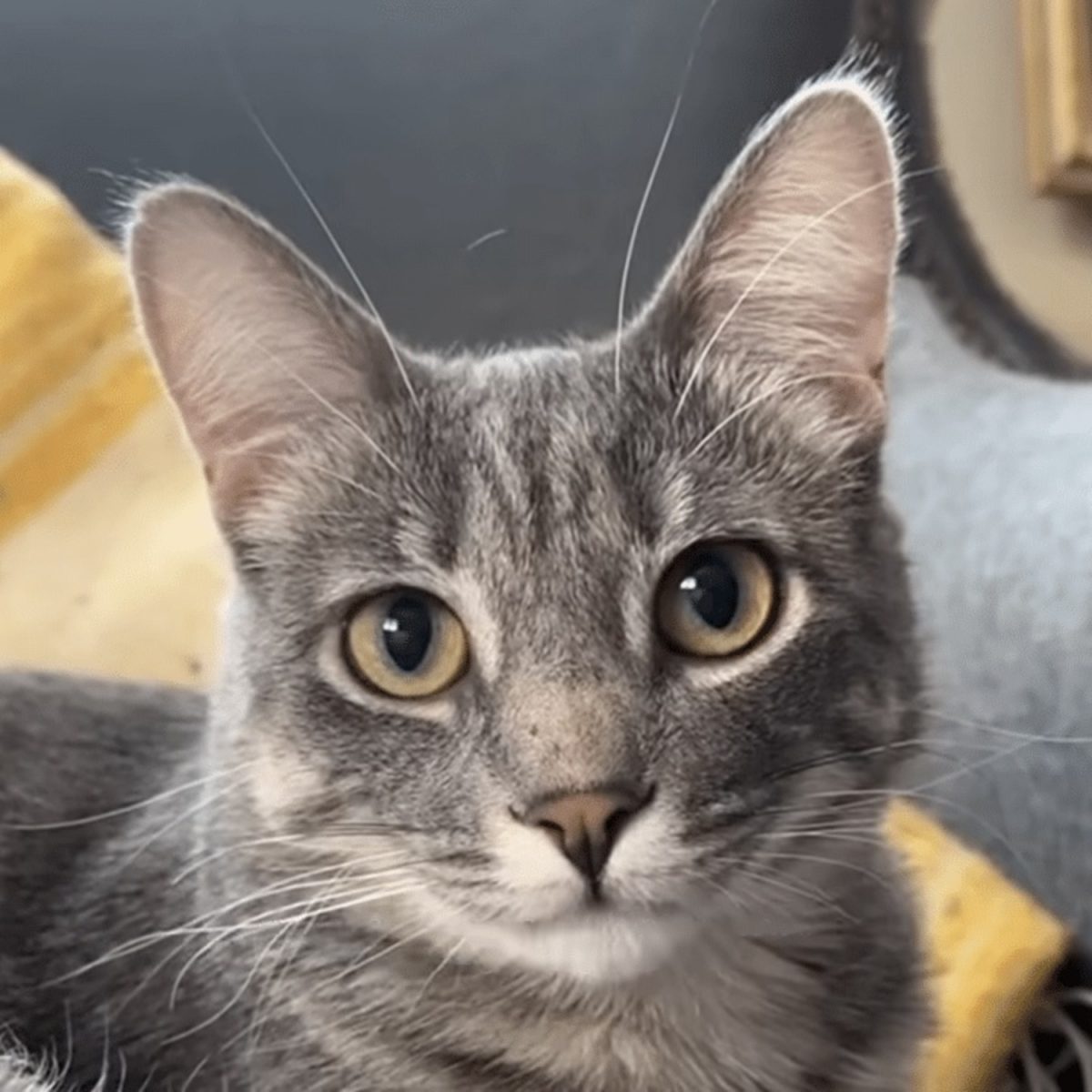 Mabel la chatte tigrée grise