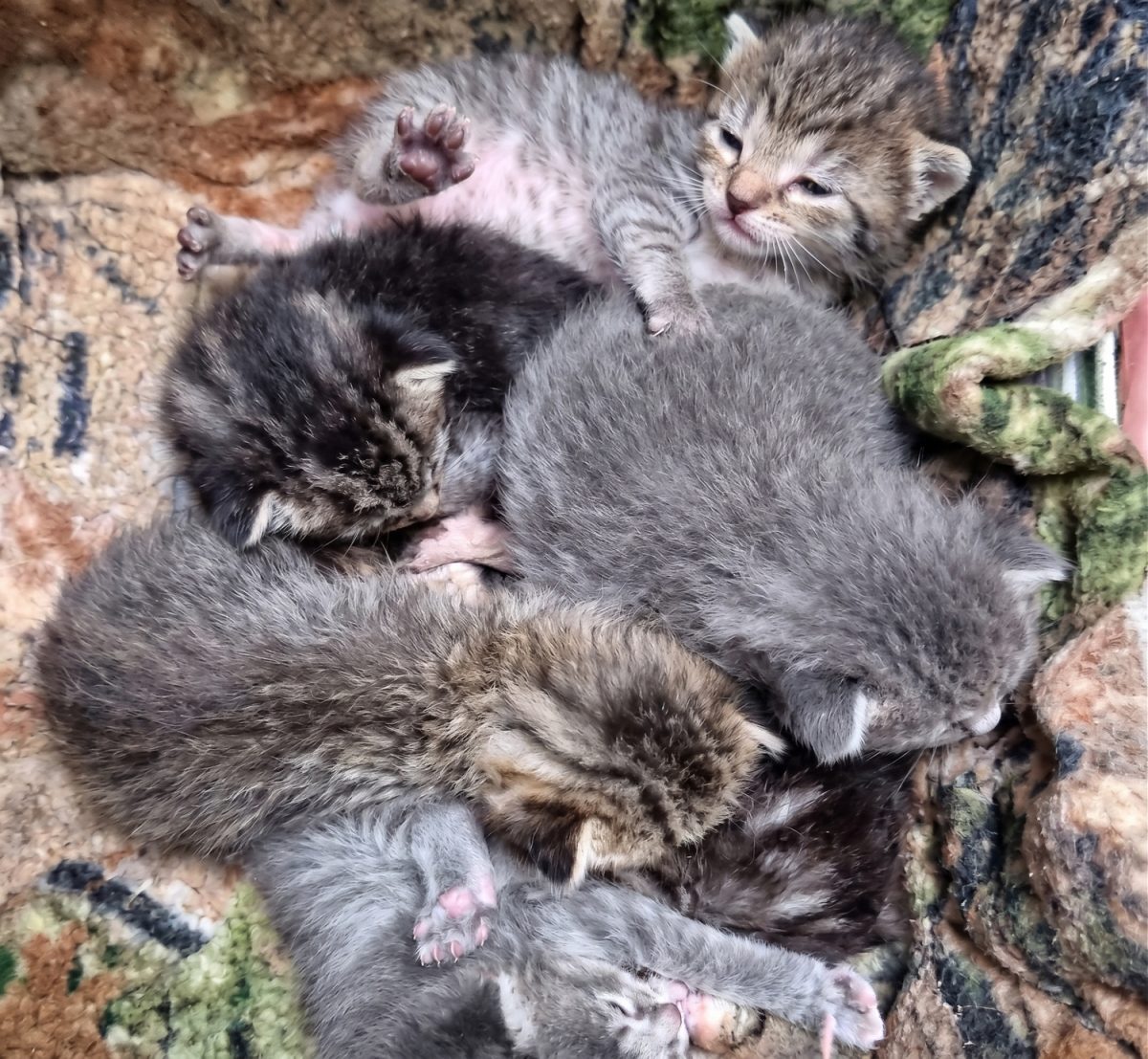 Les chatons blottis les uns contre les autres