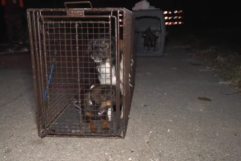 Les chiens capturés en toute sécurité