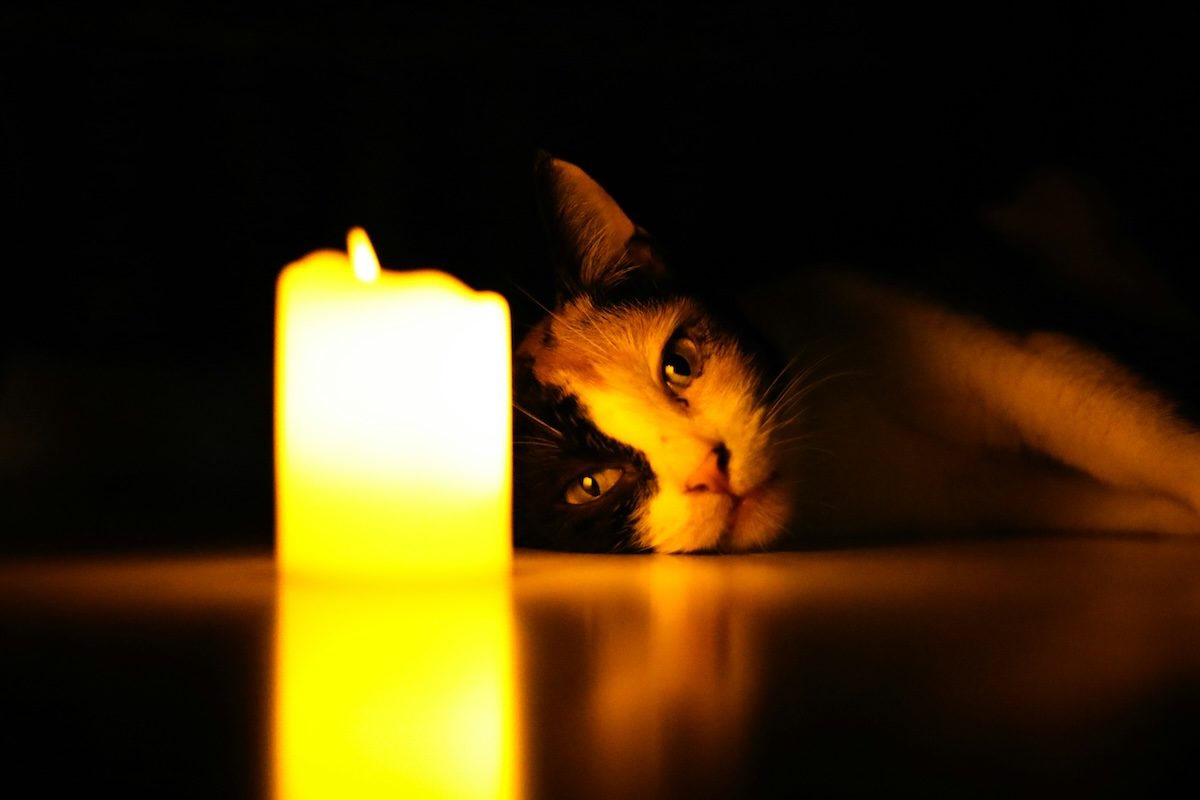 Un chat allongé à côté d'une bougie