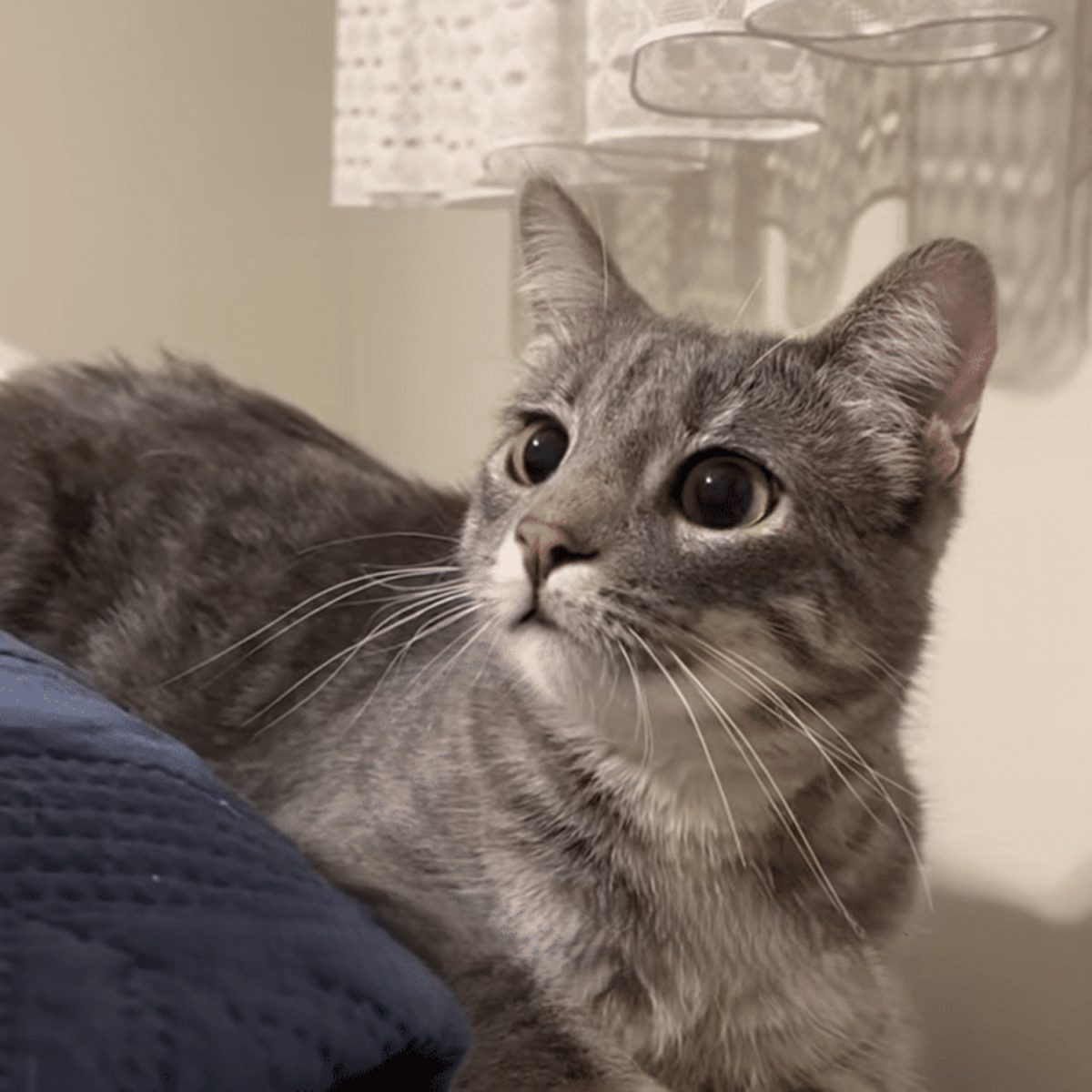 Mabel la chatte tigrée grise