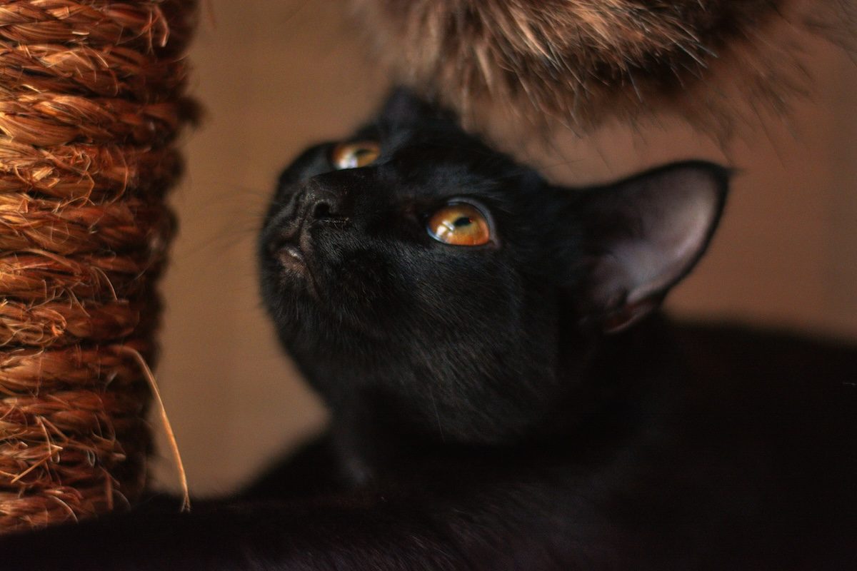 Un chat qui regarde en l'air