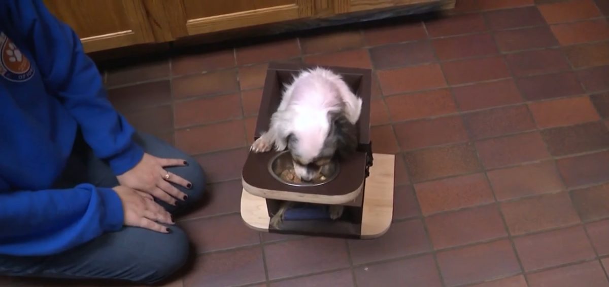 Milo prenant son repas grâce à sa chaise spéciale
