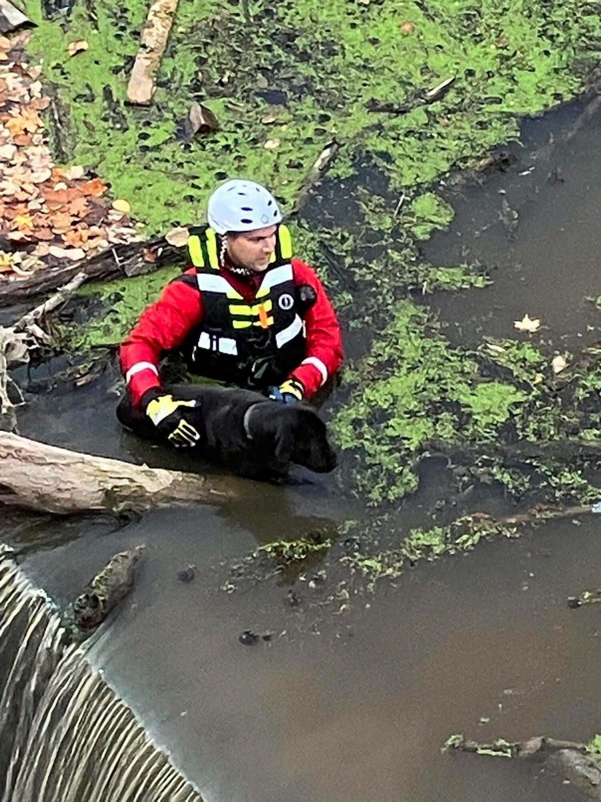 L'un des plongeurs se saisissant du chien