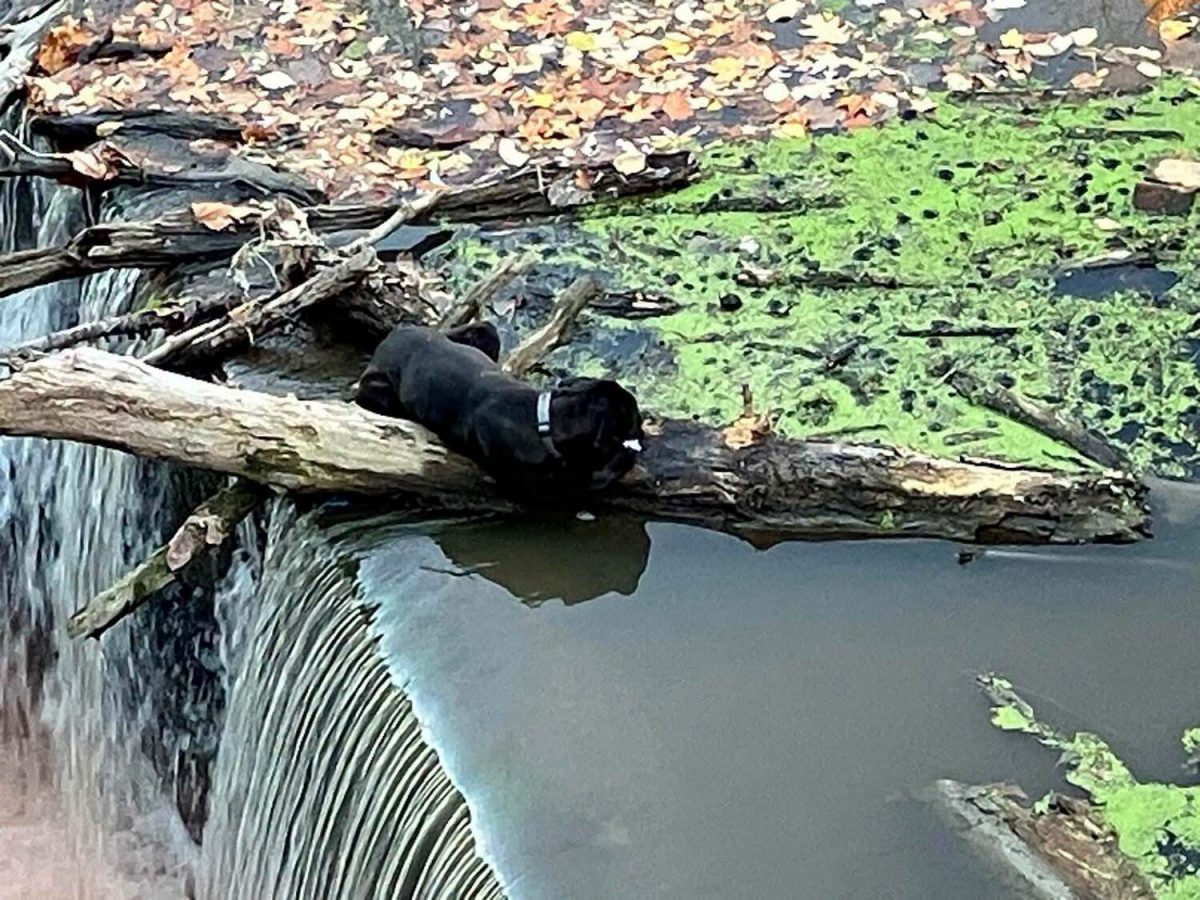 Le chien s'agrippant à un tronc d'arbre dans la rivière