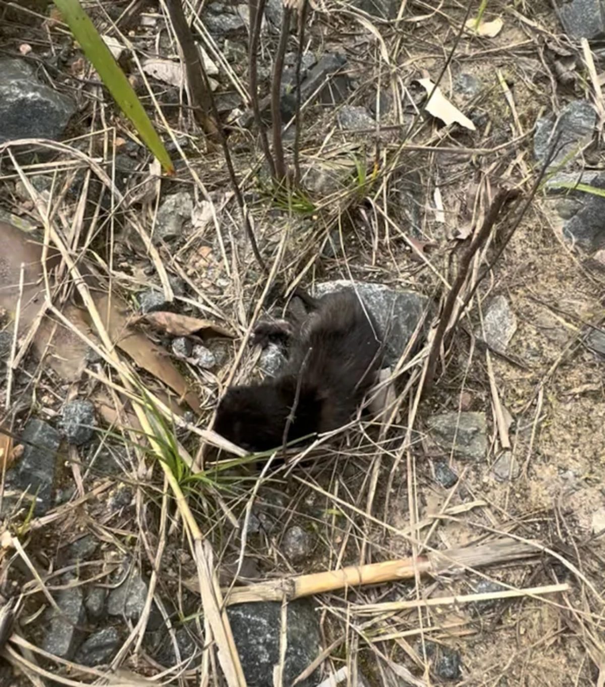 Le chaton dans la broussaille au bord de la route