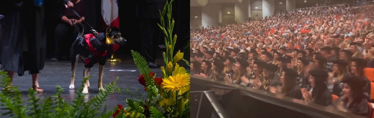 Honey en gilet rouge sur l'estrade, entourée de diplômés en toge, devant la salle qui applaudit