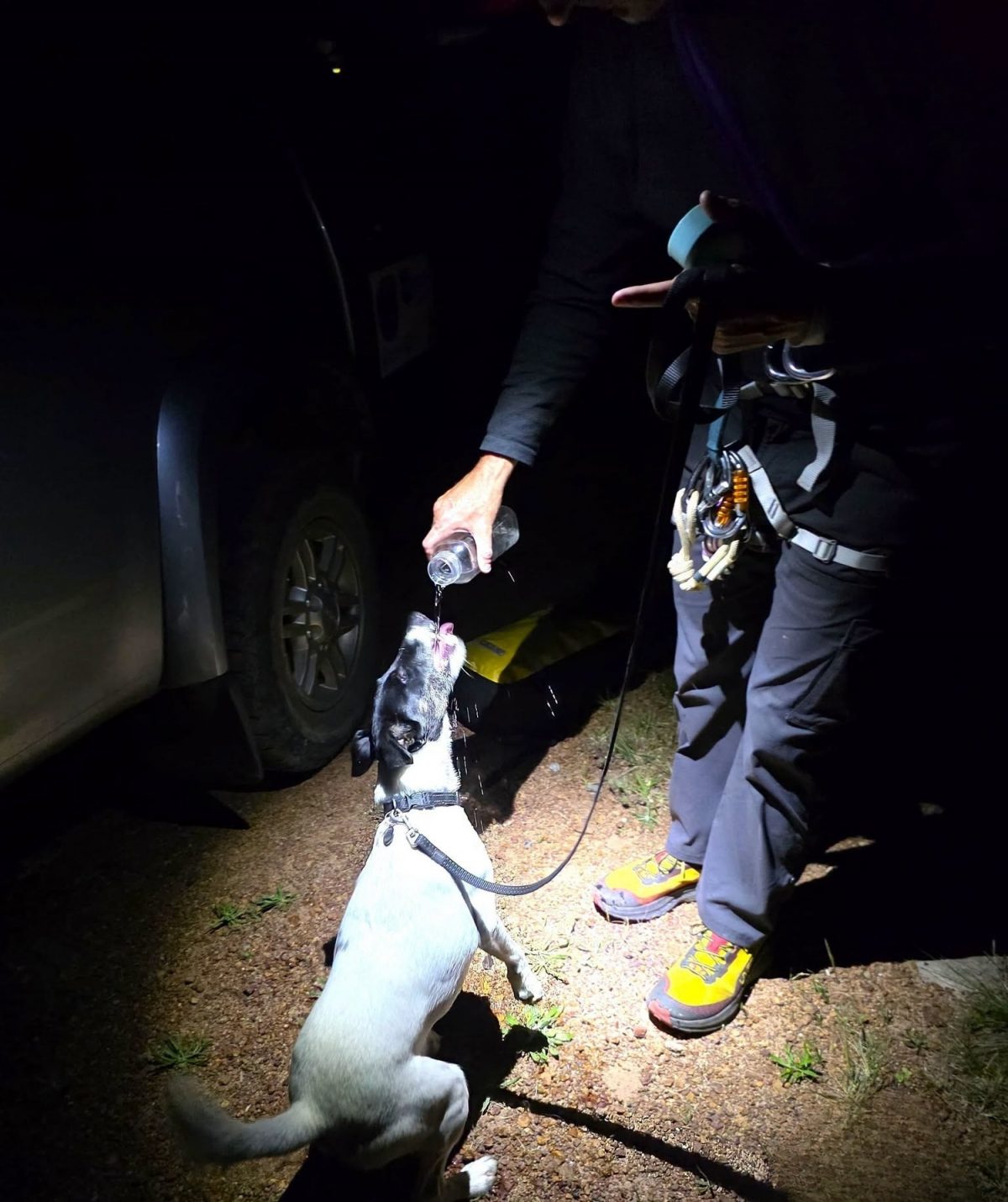 Le chien recevant de l'eau après son sauvetage