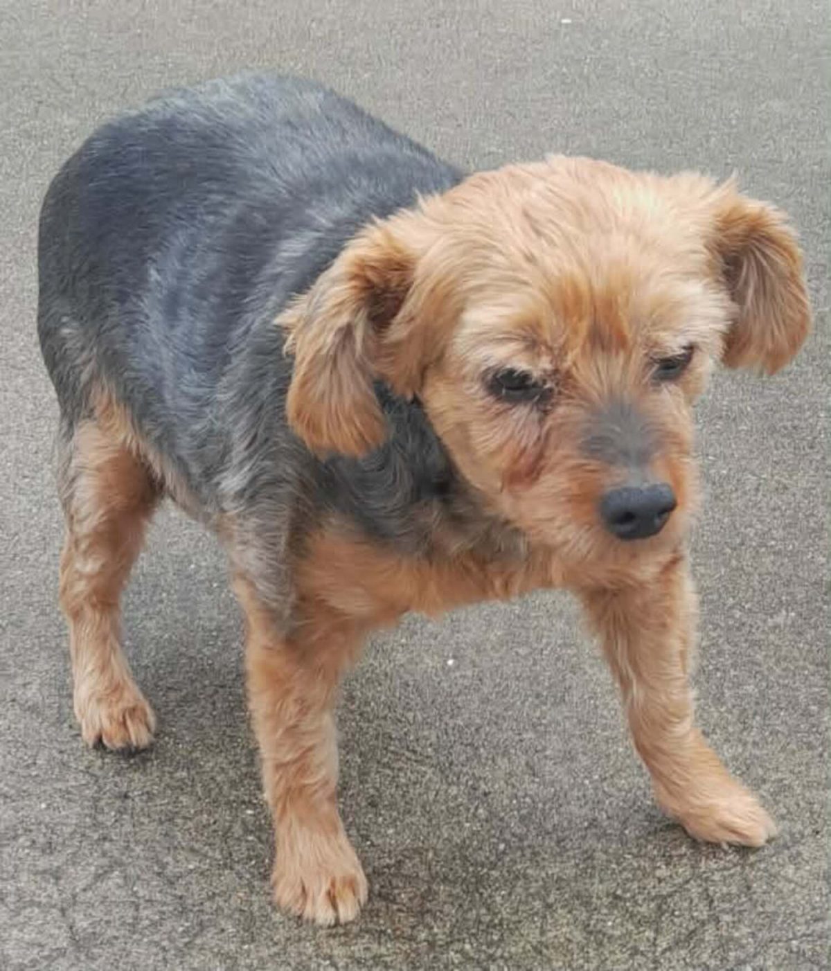 Ina la Yorkshire Terrier
