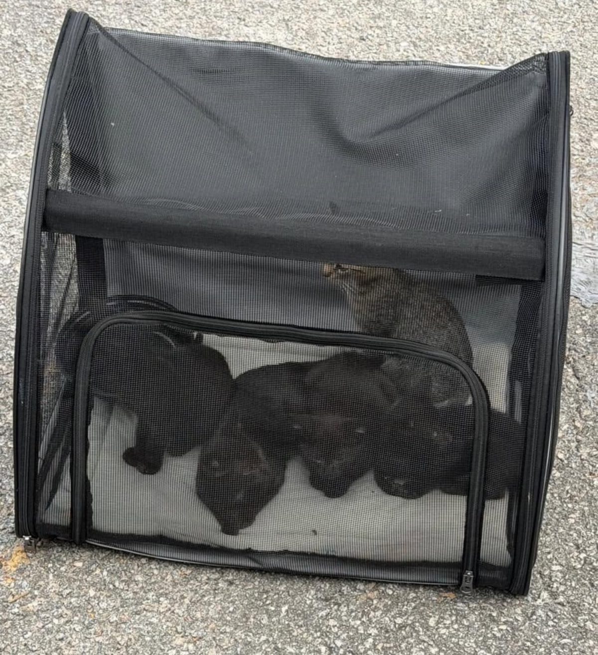 Les chatons capturés en toute sécurité