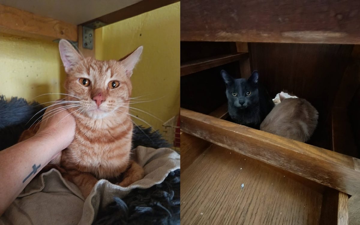 Quelques-uns de chats secourus
