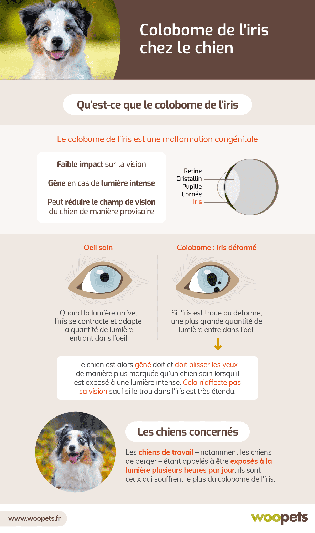 Colobome De L Iris Chez Le Chien Symptomes Diagnostic Et Traitements