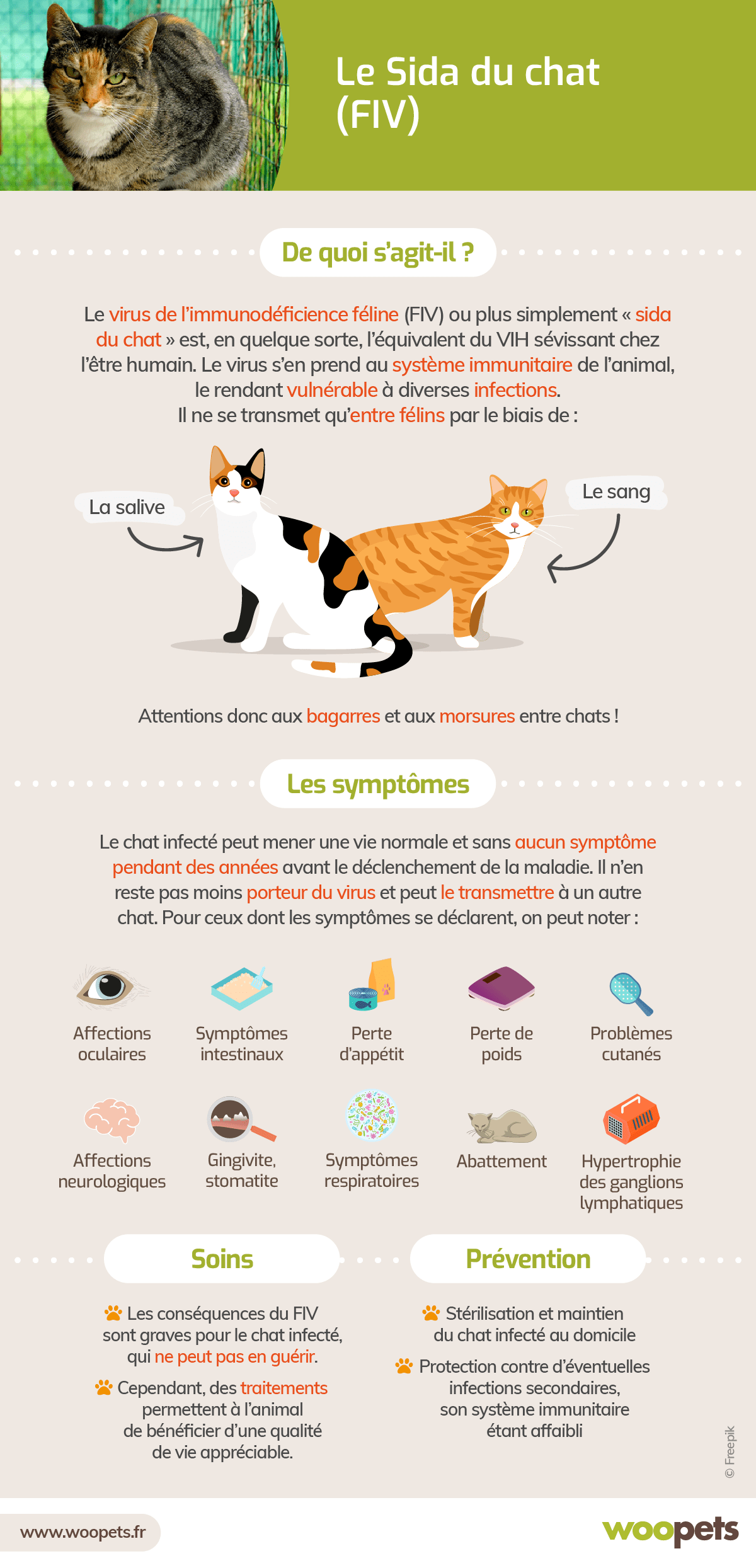 Le Sida Chez Le Chat Symptomes Diagnostic Et Traitements