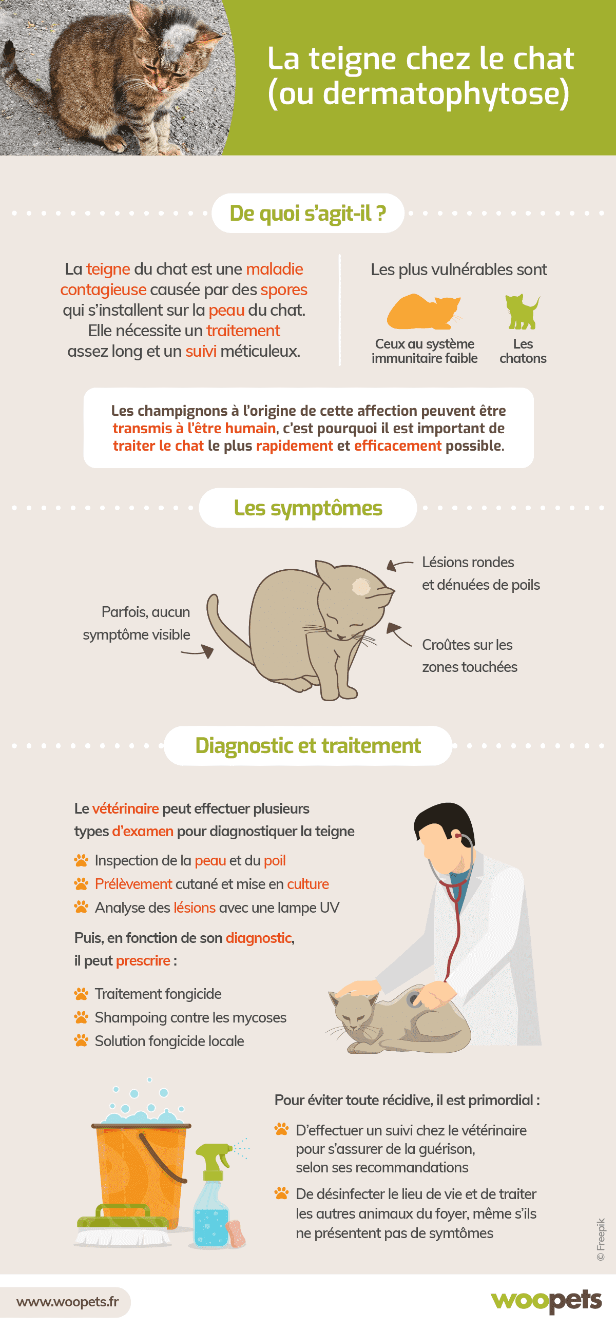 La teigne chez le chat : symptômes, diagnostic et traitements