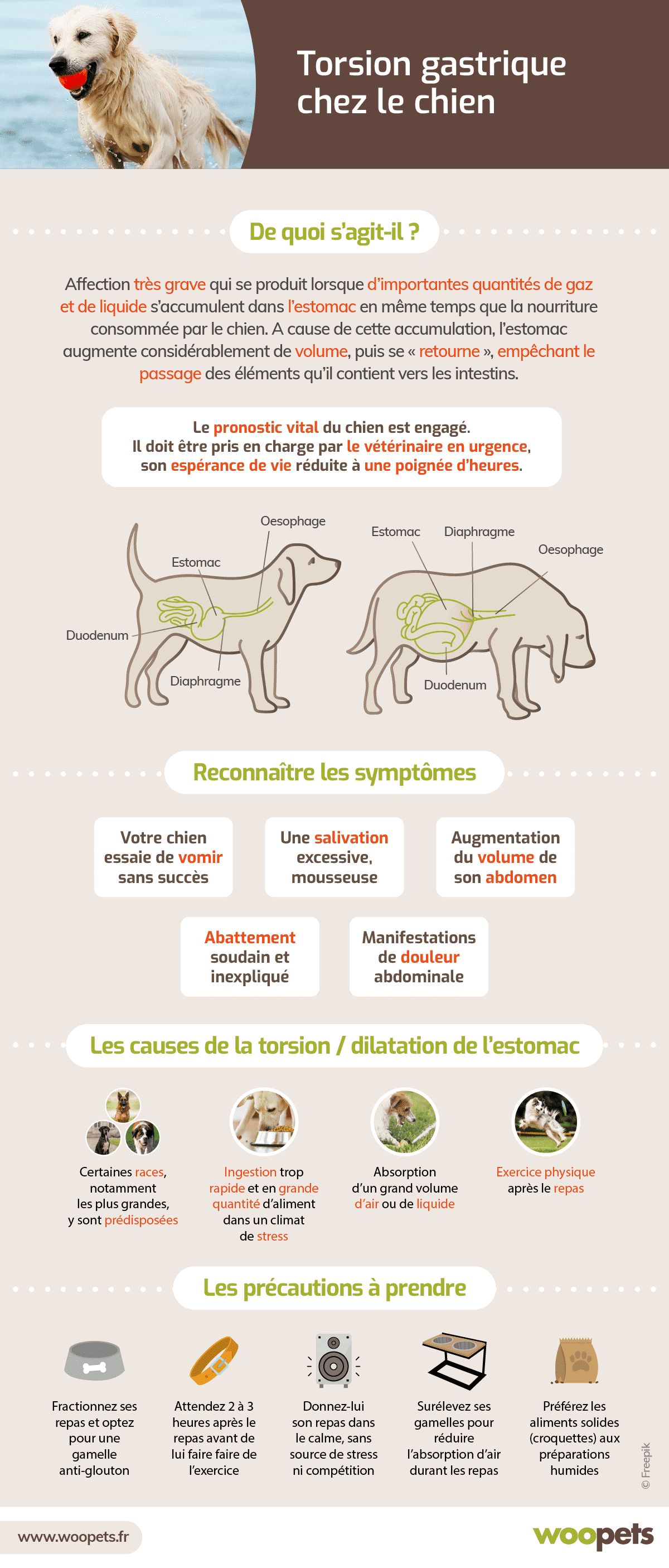 Torsion gastrique chez le chien : symptômes, diagnostic et traitements