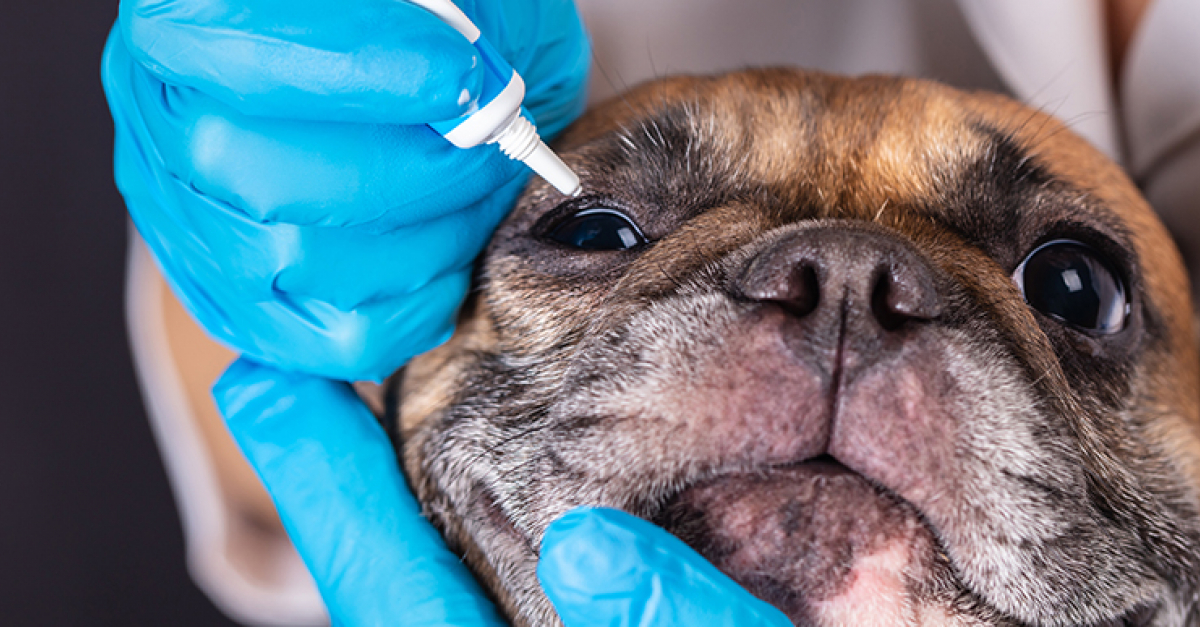 Prolapsus De La Glande Lacrymale Chez Le Chien Symptomes Diagnostic Et Traitements Prolapsus De La Glande Lacrymale Chez Le Chien Symptomes Diagnostic Et Traitements