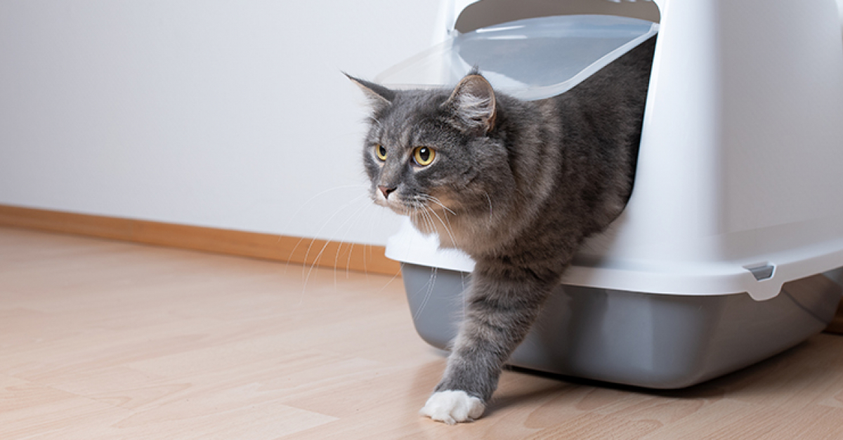 Calculs Urinaires Chez Le Chat Symptomes Diagnostic Et Traitements Calculs Urinaires Chez Le Chat Symptomes Diagnostic Et Traitements