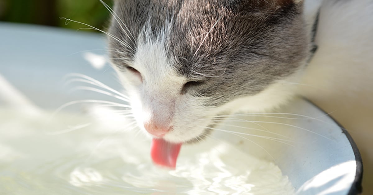 Diabete Sucre Chez Le Chat Symptomes Diagnostic Et Traitements