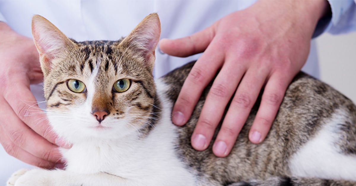 Encephalite Chez Le Chat Symptomes Diagnostic Et Traitements Encephalite Chez Le Chat Symptomes Diagnostic Et Traitements