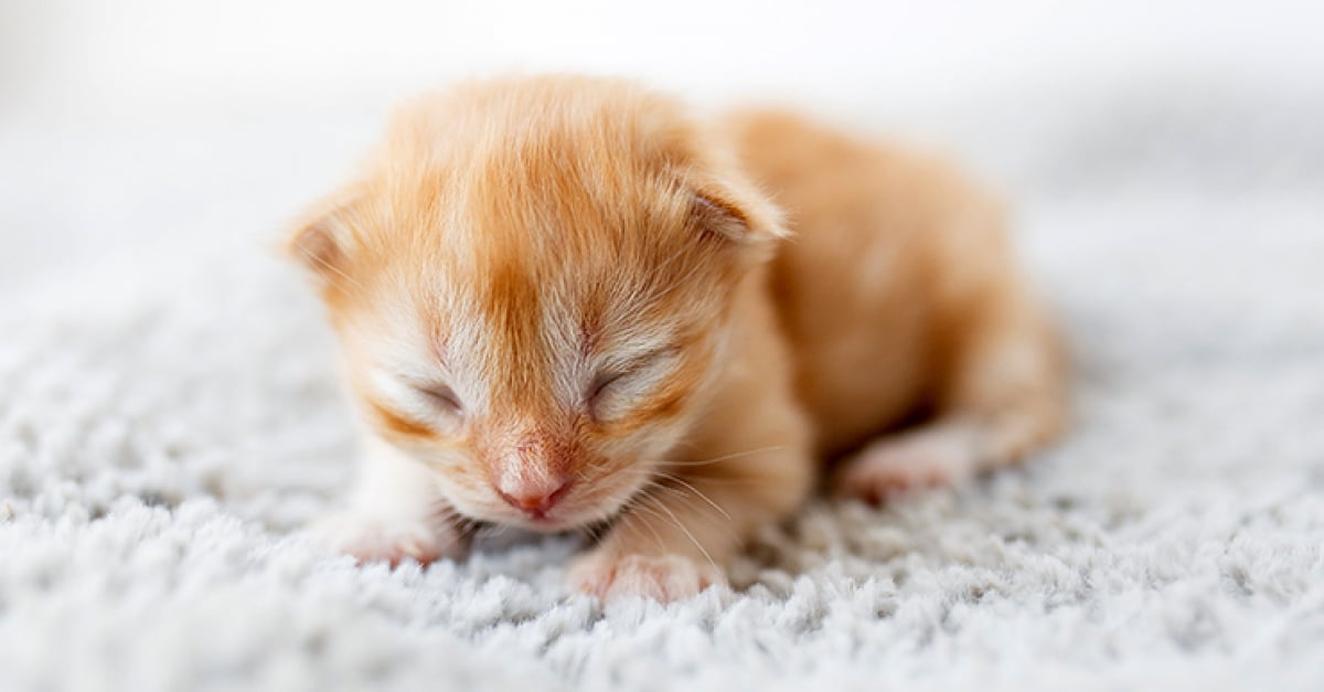 Erythrolyse Neonatale Chez Le Chat Symptomes Diagnostic Et Traitements