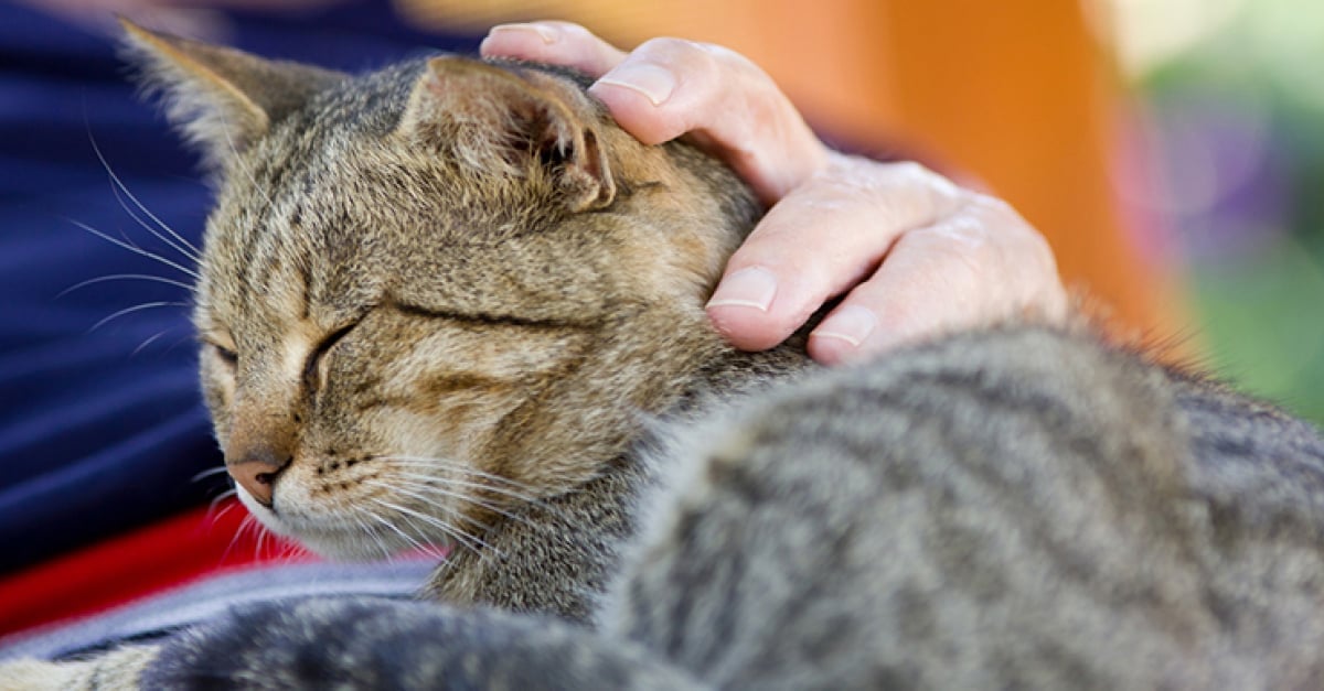 Fibrosarcome Chez Le Chat Symptomes Diagnostic Et Traitements