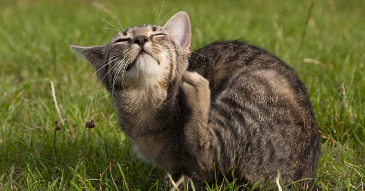 Hemobartonellose Chez Le Chat Symptomes Diagnostic Et Traitements